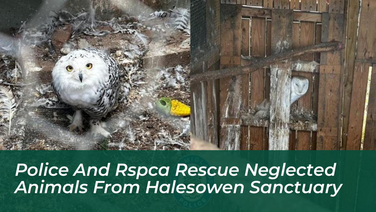 police and rspca rescue neglected animals from halesowen sanctuary 6Szl