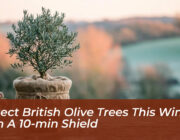 protect british olive trees this winter with a 10 min shield p56Q