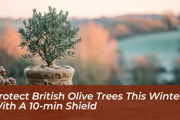 protect british olive trees this winter with a 10 min shield p56Q