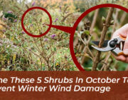 prune these 5 shrubs in october to prevent winter wind damage bvGE