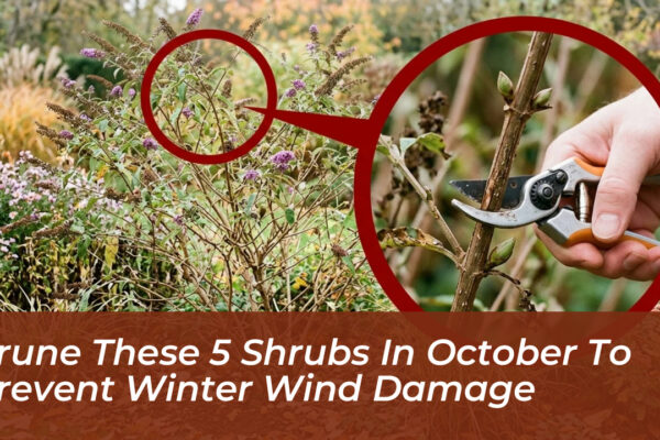 prune these 5 shrubs in october to prevent winter wind damage bvGE