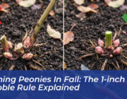 pruning peonies in fall the 1 inch stubble rule explained oySG