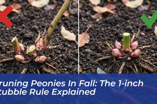 pruning peonies in fall the 1 inch stubble rule explained oySG