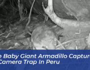 rare baby giant armadillo captured on camera trap in peru 6skb