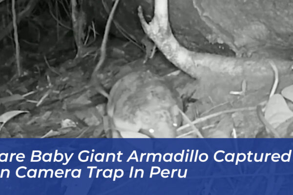 rare baby giant armadillo captured on camera trap in peru 6skb