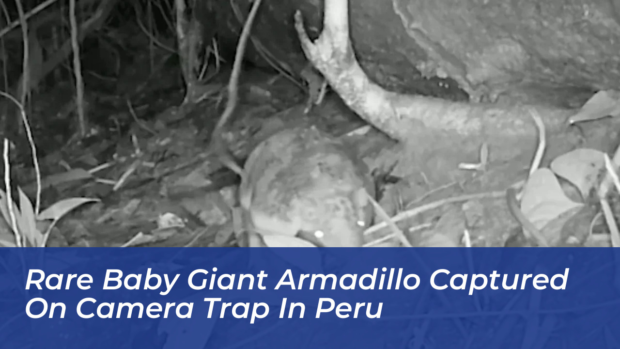 rare baby giant armadillo captured on camera trap in peru 6skb