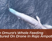 rare omuras whale feeding captured on drone in raja ampat JW90
