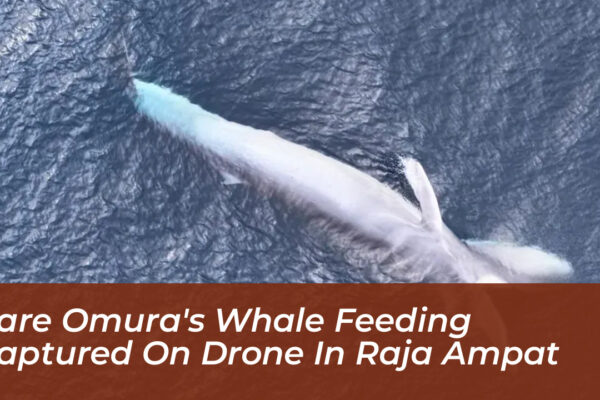 rare omuras whale feeding captured on drone in raja ampat JW90