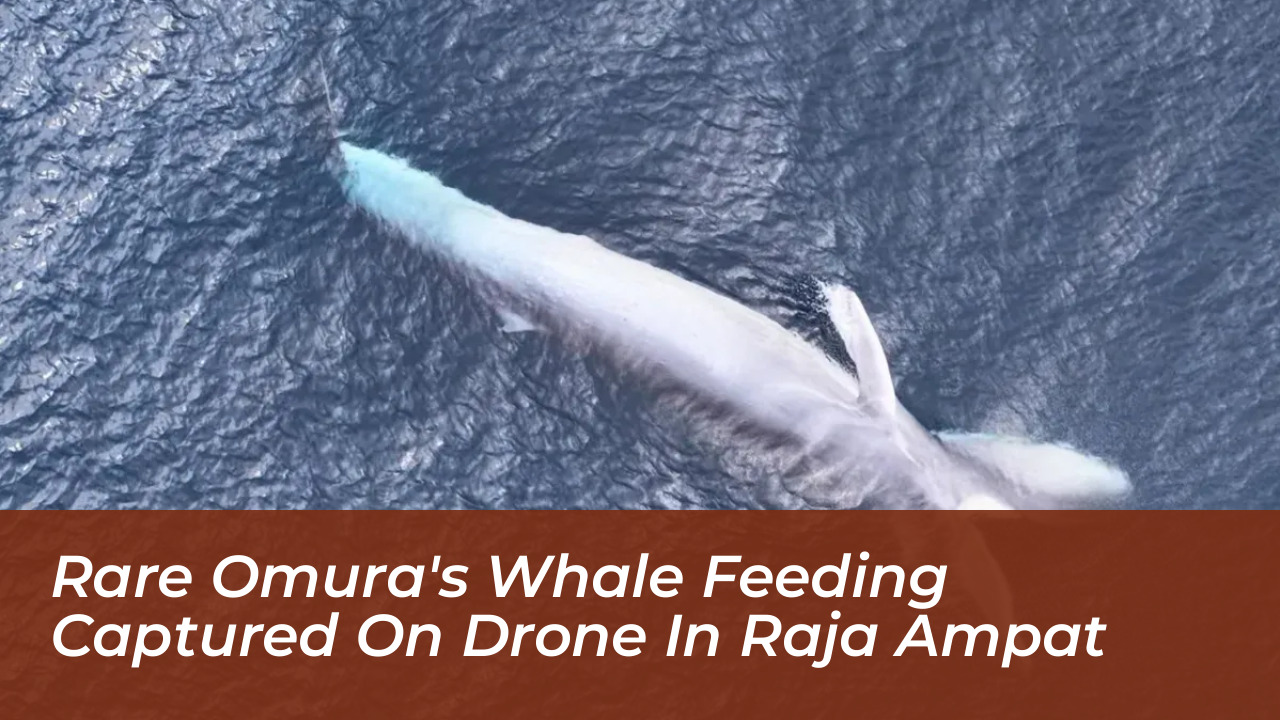 rare omuras whale feeding captured on drone in raja ampat JW90