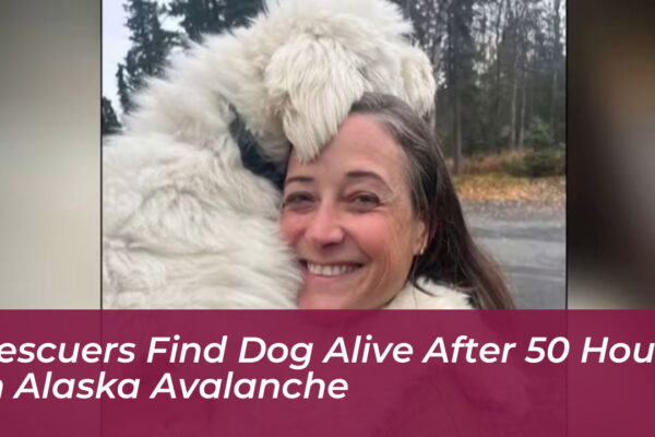 rescuers find dog alive after 50 hours in alaska avalanche AQXs