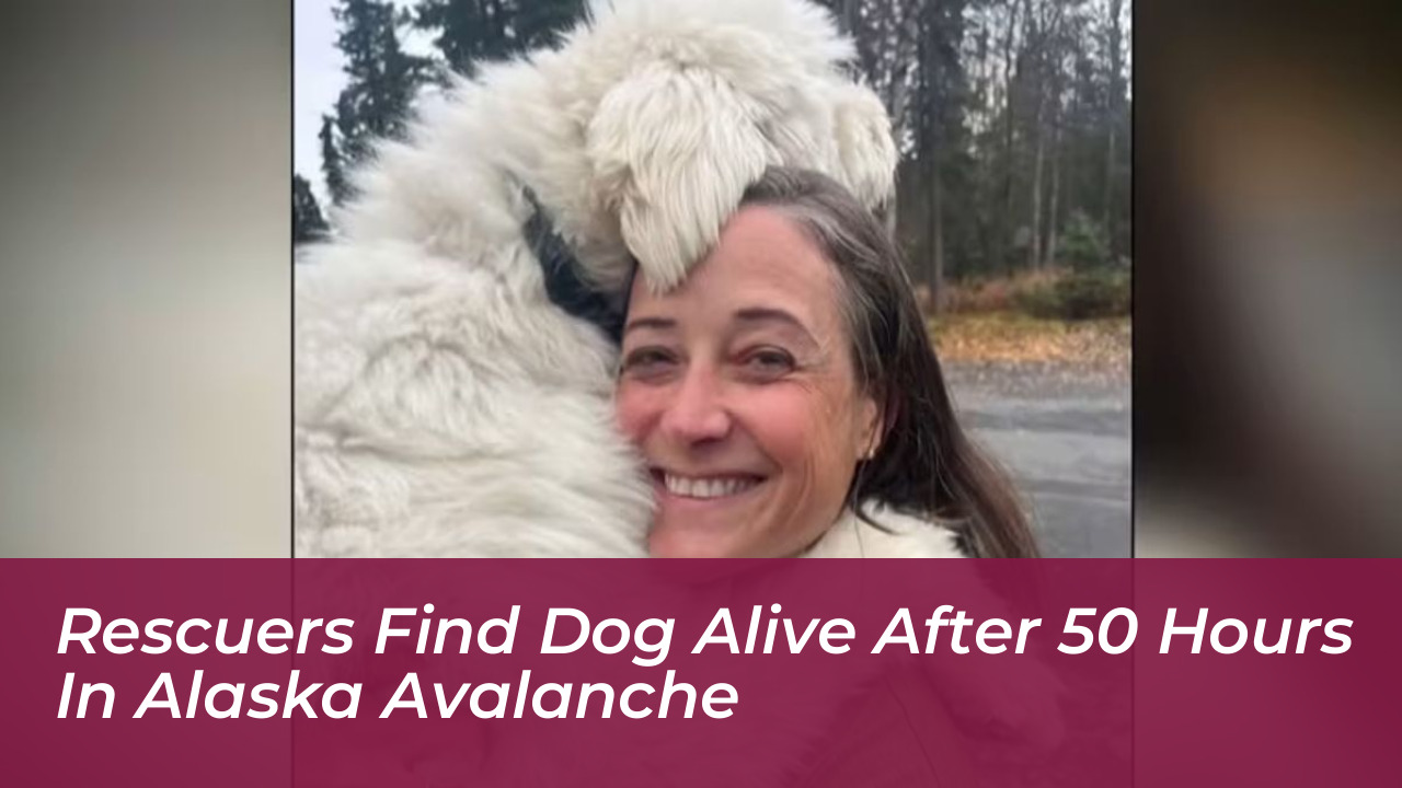 rescuers find dog alive after 50 hours in alaska avalanche AQXs
