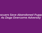 rescuers save abandoned puppies as dogs overcome adversity Z34a