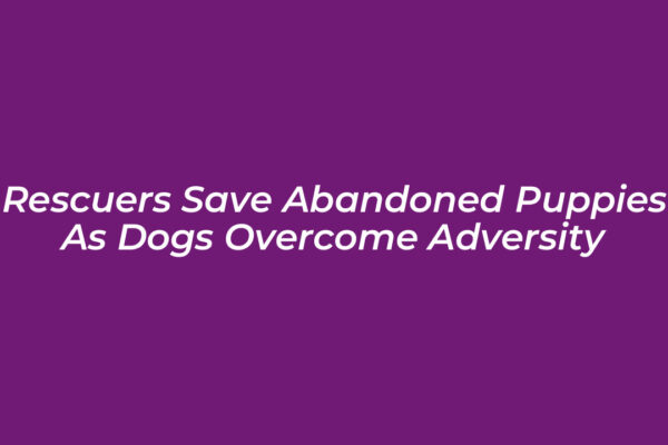 rescuers save abandoned puppies as dogs overcome adversity Z34a