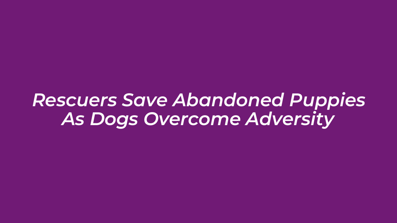 rescuers save abandoned puppies as dogs overcome adversity Z34a