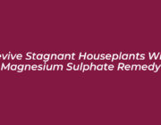 revive stagnant houseplants with magnesium sulphate remedy ekWe