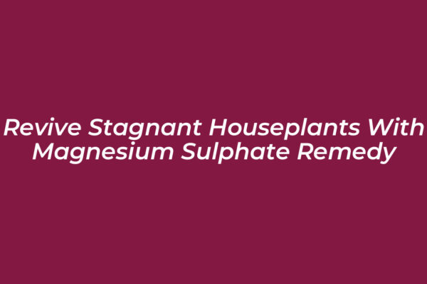 revive stagnant houseplants with magnesium sulphate remedy ekWe