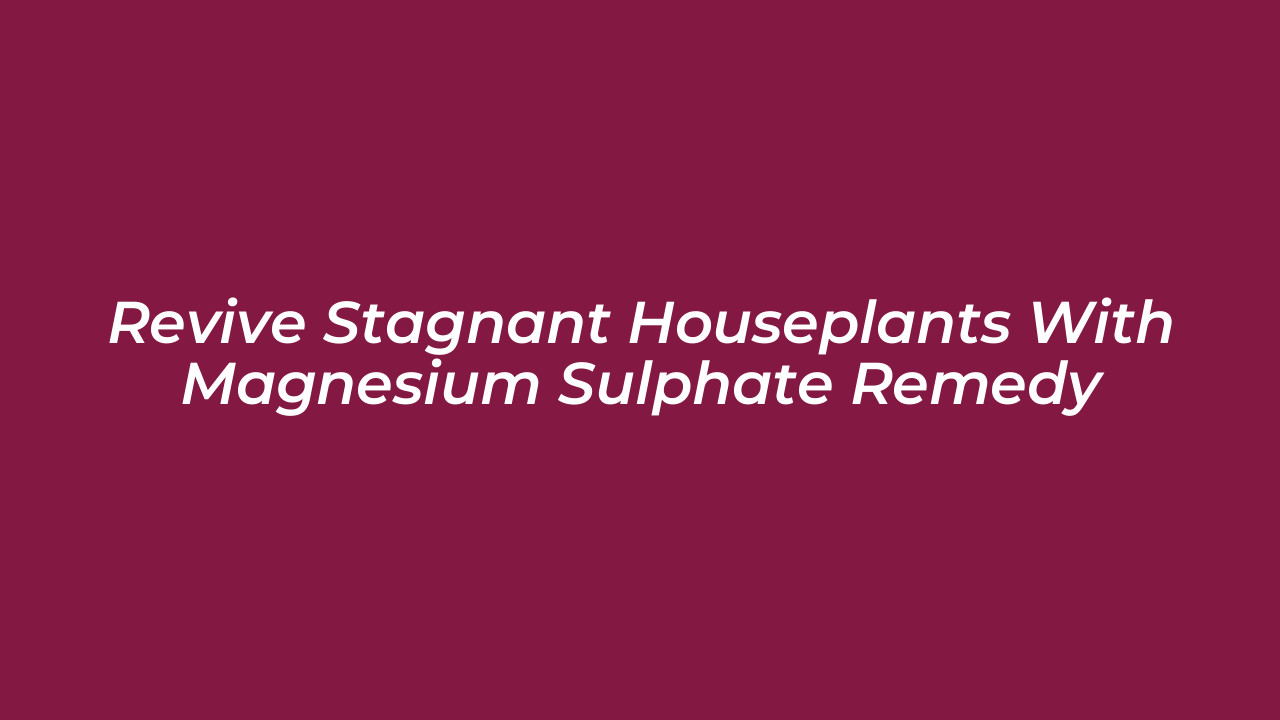 revive stagnant houseplants with magnesium sulphate remedy ekWe