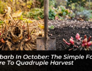 rhubarb in october the simple fall chore to quadruple harvest W4Os