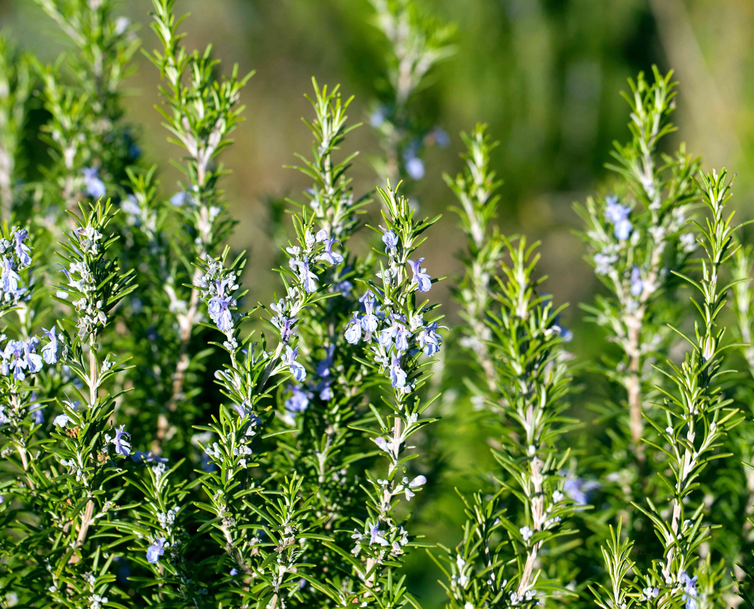 Prevent Hair Loss This Autumn With DIY Rosemary Water Tonic 4 Rosemary Water Hair Tonic Glass Bottle