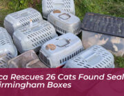 rspca rescues 26 cats found sealed in birmingham boxes VE4d