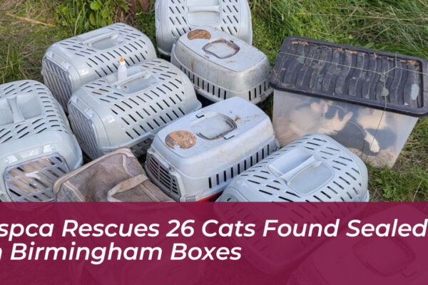 rspca rescues 26 cats found sealed in birmingham boxes VE4d