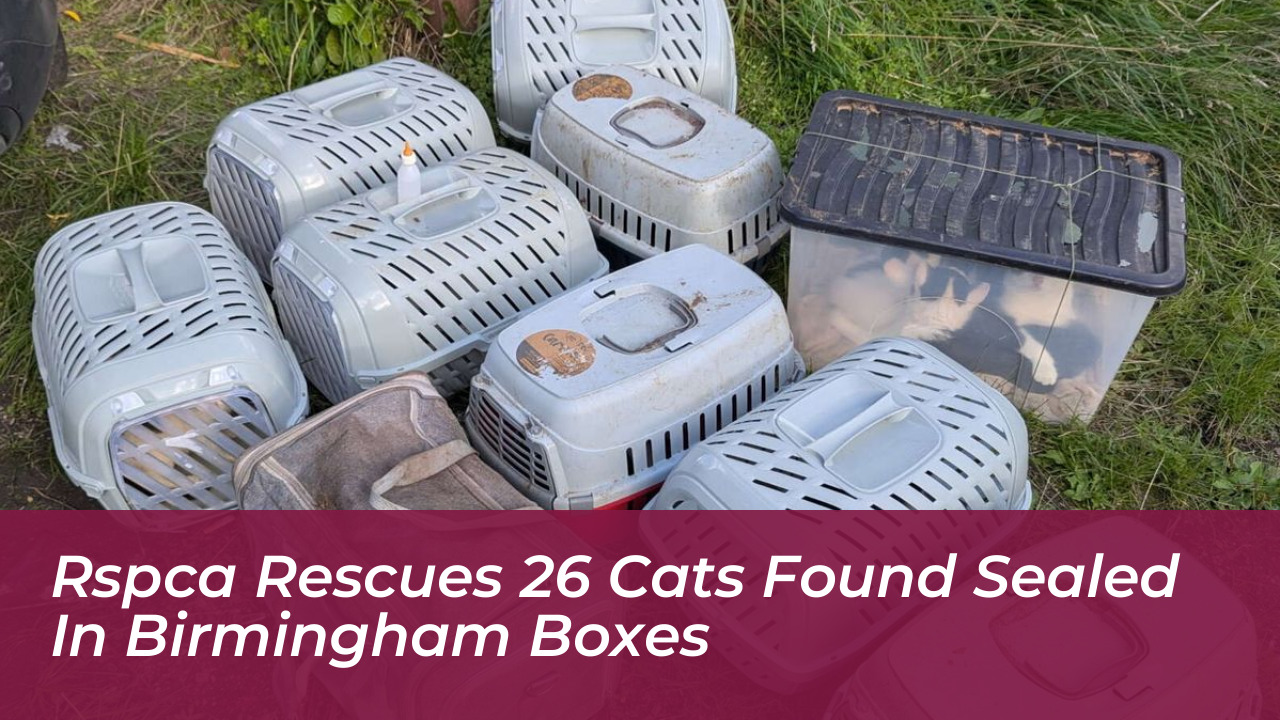rspca rescues 26 cats found sealed in birmingham boxes VE4d