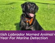scottish labrador named animal of the year for marine detection T5MY