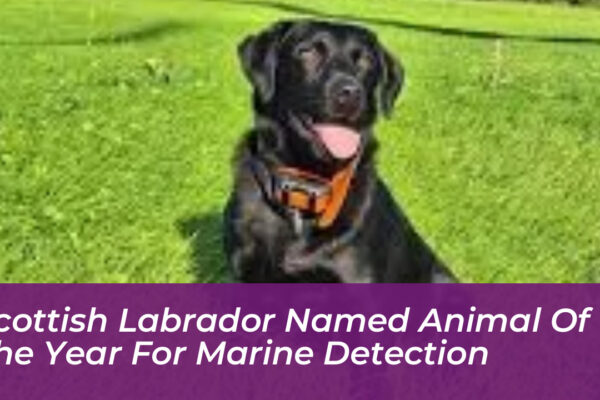 scottish labrador named animal of the year for marine detection T5MY