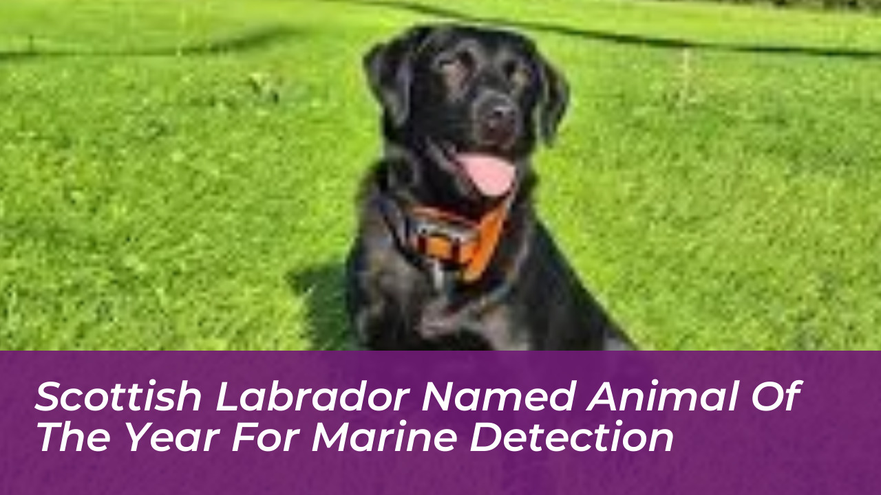 scottish labrador named animal of the year for marine detection T5MY