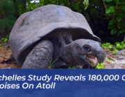 seychelles study reveals 180000 giant tortoises on atoll qsRz