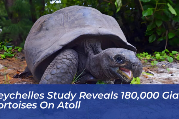 seychelles study reveals 180000 giant tortoises on atoll qsRz