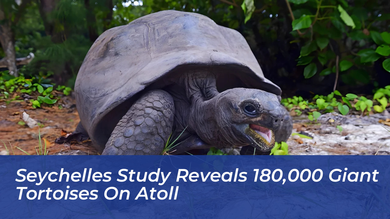 seychelles study reveals 180000 giant tortoises on atoll qsRz