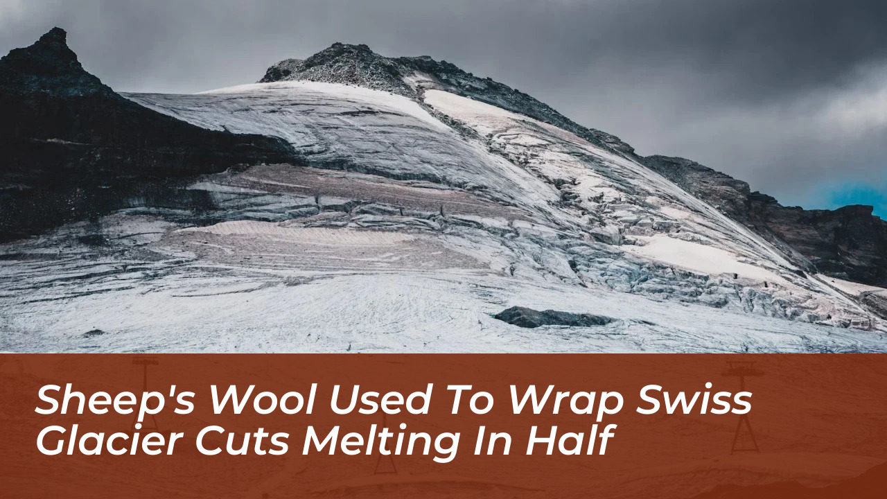 sheeps wool used to wrap swiss glacier cuts melting in half B0Se
