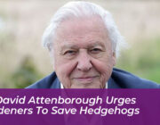 sir david attenborough urges gardeners to save hedgehogs zIxX