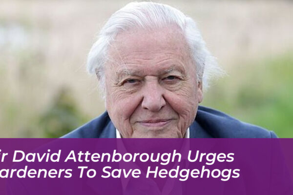 sir david attenborough urges gardeners to save hedgehogs zIxX