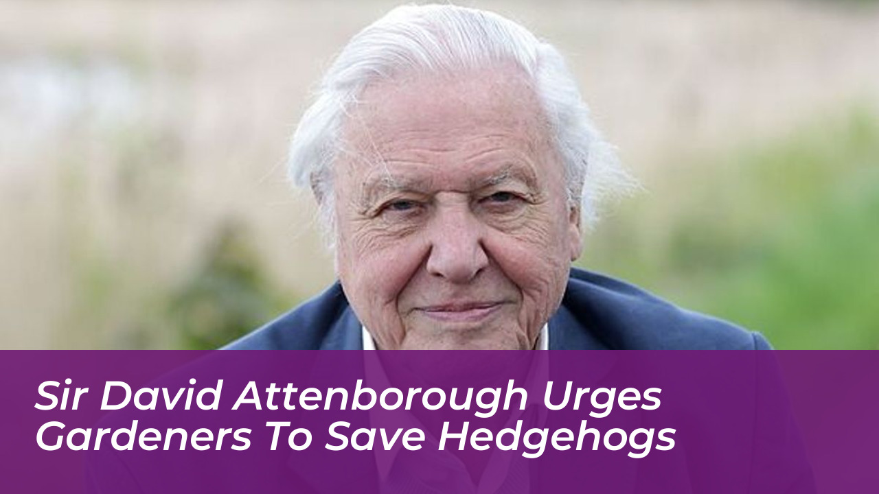 sir david attenborough urges gardeners to save hedgehogs