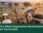 spains most expensive mushroom the secret gurumelo ovl7