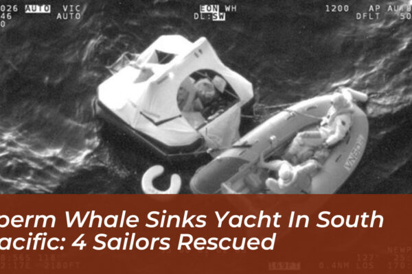 sperm whale sinks yacht in south pacific 4 sailors rescued kPpc