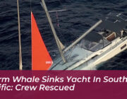 sperm whale sinks yacht in south pacific crew rescued Q7hq
