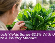 spinach yields surge 62 5 with urban waste poultry manure e1jz