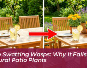 stop swatting wasps why it fails 10 natural patio plants 0le8