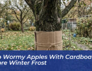 stop wormy apples with cardboard before winter frost dOCM