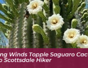 strong winds topple saguaro cactus onto scottsdale hiker XSka