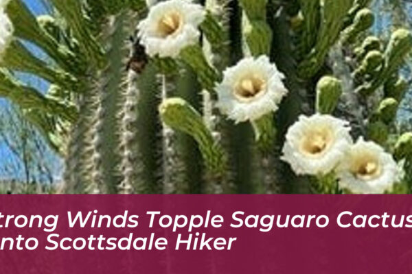 strong winds topple saguaro cactus onto scottsdale hiker XSka