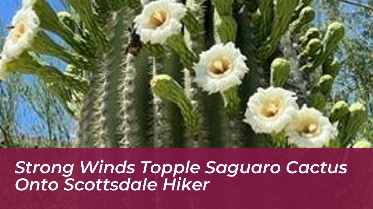 strong winds topple saguaro cactus onto scottsdale hiker XSka