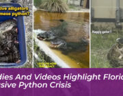 studies and videos highlight florida invasive python crisis FTg1