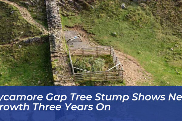 sycamore gap tree stump shows new growth three years on AmdM