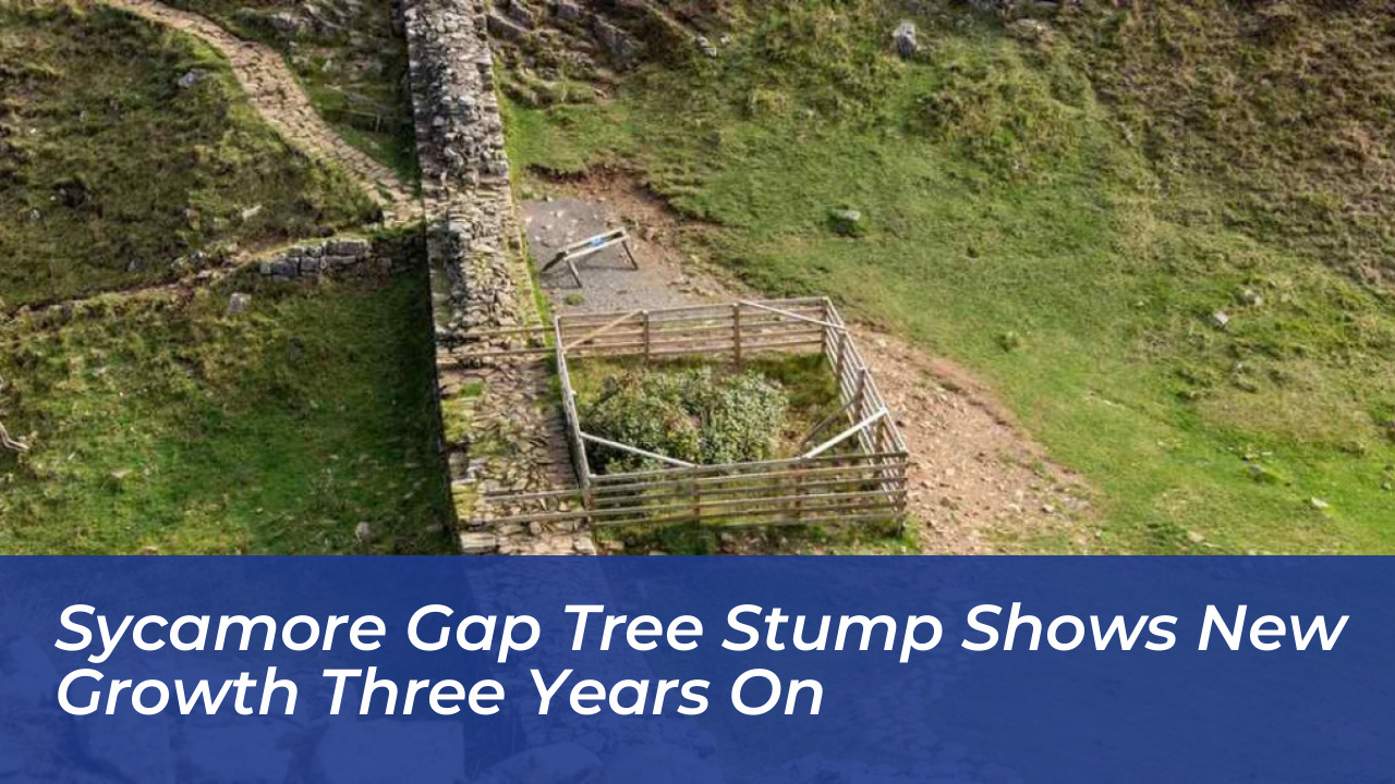 sycamore gap tree stump shows new growth three years on AmdM