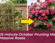 the 15 minute october pruning method for massive roses rD2a