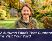 the 2 autumn foods that guarantee robins visit your yard IfmU